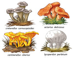 PDF Pattern - Mushroom Specimen 1