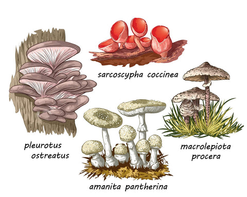 PDF Pattern - Mushroom Specimen 2