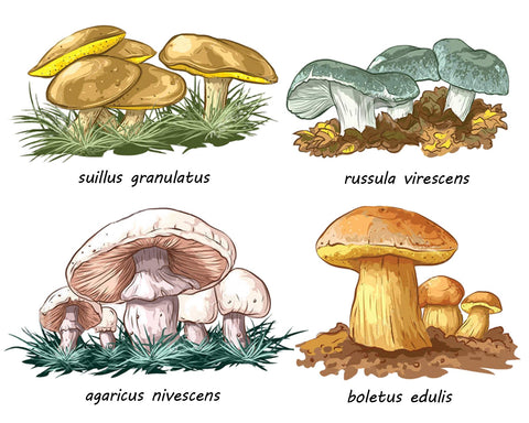 PDF Pattern - Mushroom Specimen 3