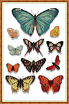 Stamped Cross Stitch Kits - Butterfly Specimen 13×18.9" (14ct)